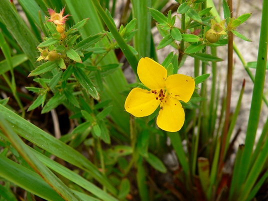 {Rhexia lutea}